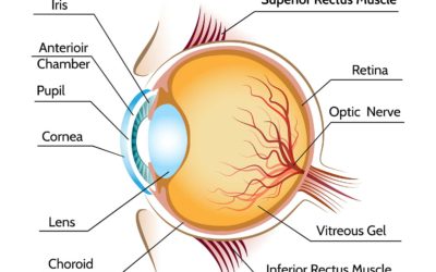 Your Eyes – What You Need To Know